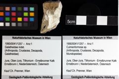 Foto (Objket + Etiketten) von Culmenformosa sp. 